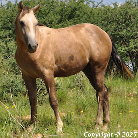 Bronco Diego